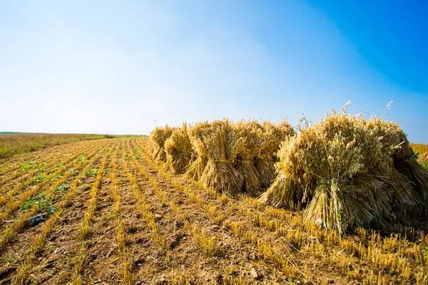 活在當下,讓我獲得了發自內心的平和與喜悅 活在當下,讓我獲得了發自內心的平和與喜悅