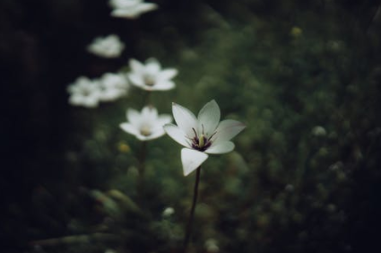 優秀學生為什么會自殺？