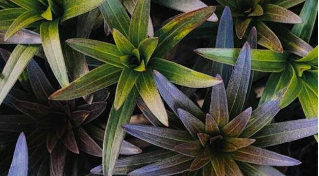 精神障礙：反社會人格