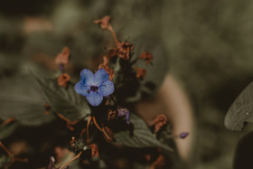 快樂是痛苦的小情人