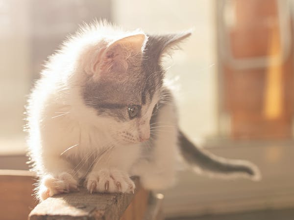 回流兒童:從城市返鄉的孩子們