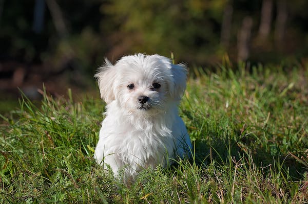 單身狗的情人節，該怎么過？