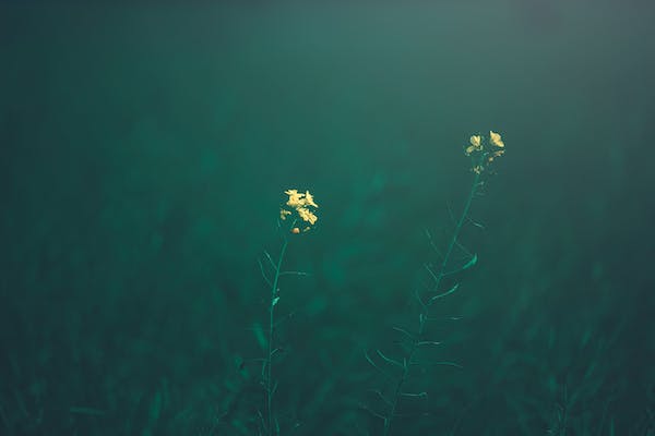 融合、共生與分離，親密關系的連續譜