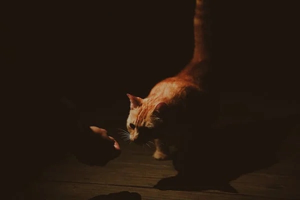 苦難難以避免，所以要學會的是怎樣去面對苦難，而不是避免