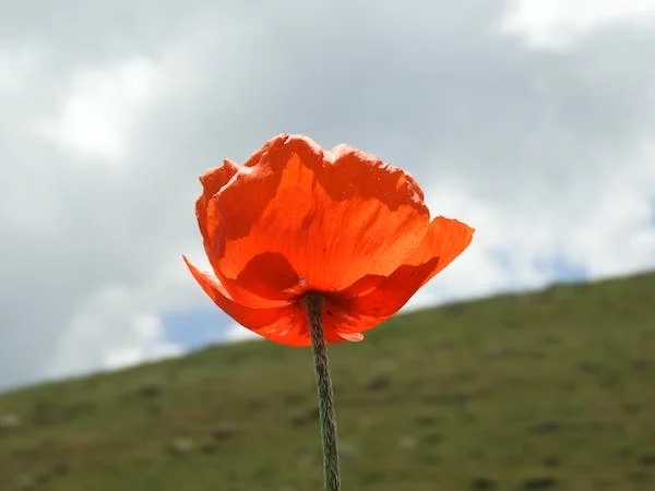 解密營銷：心心念念的產(chǎn)品為何頻繁下架
