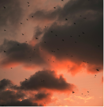 掙扎在痛楚之中，只為那一抹目