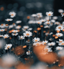 再看一眼手機屏幕會影響睡眠