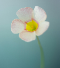 內(nèi)心強(qiáng)大，方可治愈一切！