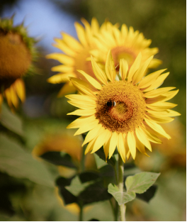 挫折教育對孩子有哪些影響