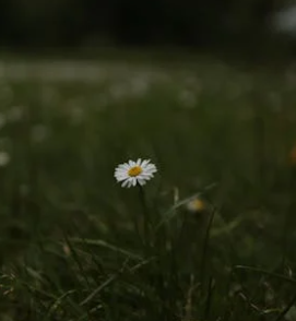 自卑與自戀并存之感何來?