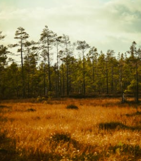 長期壓抑情緒為何終會反噬自身?