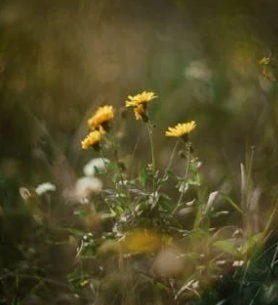 重拾愛與被愛的勇氣:應對缺失之策