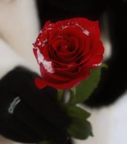 她決然離去，竟是我太愛成錯?還是她本就愛得淺薄?